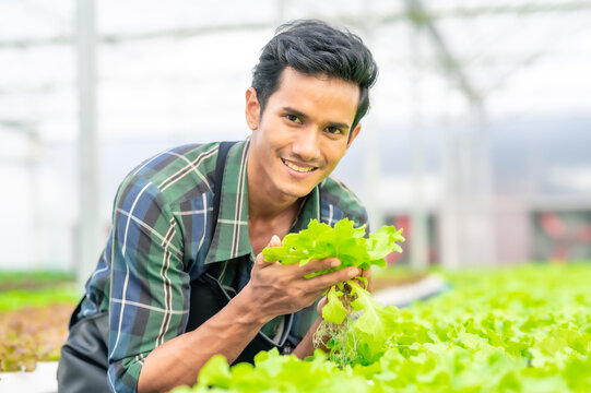 Smiling Asian man farmer harvesting and holding fresh lettuce at greenhouse