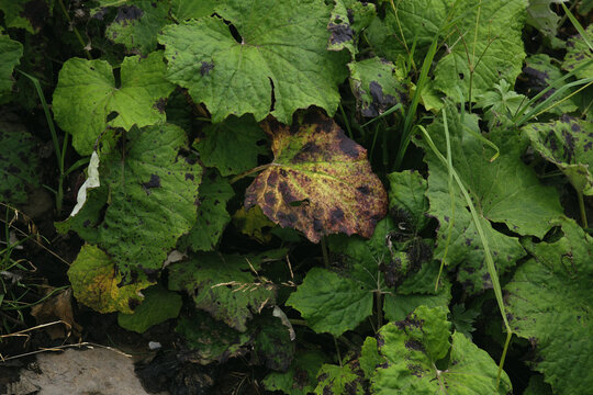 Green leaves of a wild plant with one autumn-colored leaf, Stoos, Switzerland