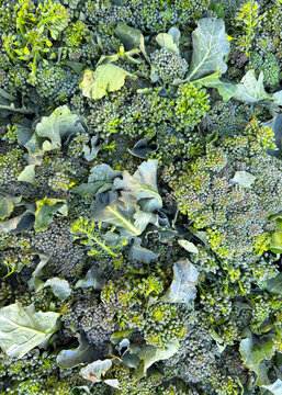 Pile of fresh broccolini at a market stand