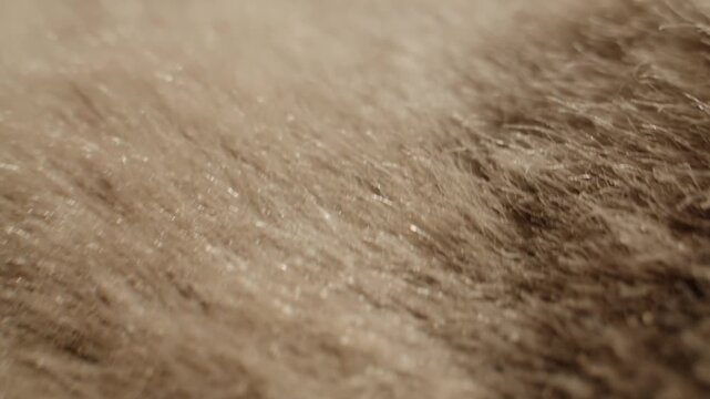 Fox fur texture, close up of fluffy beige and brown natural fur with hand touching, luxury fur collar for winter coat in fur shop from Turkish fur factory production