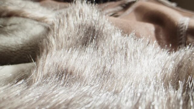 Fox fur texture, close up of fluffy beige and brown natural fur with hand touching, luxury fur collar for winter coat in fur shop from Turkish fur factory production