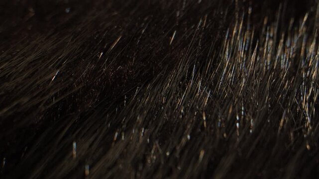 Mink fur texture, close up of dark brown and black natural mink fur with hand touching, luxury fur coat material in fur shop from Turkish fur factory production