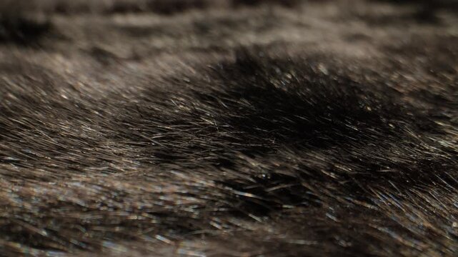 Mink fur texture, close up of dark brown and black natural mink fur with hand touching, luxury fur coat material in fur shop from Turkish fur factory production