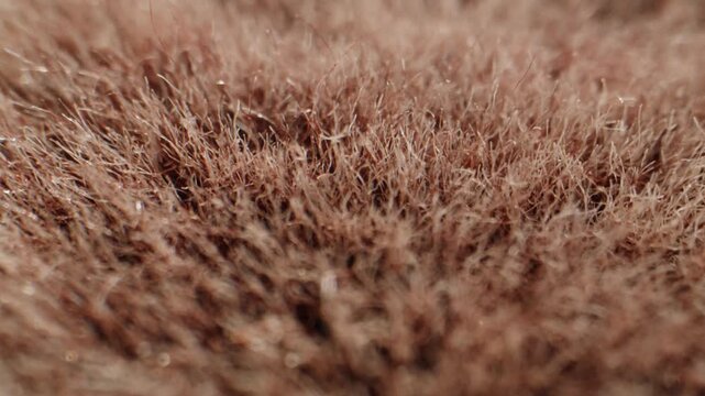 Fox fur texture, close up of fluffy beige and brown natural fur with hand touching, luxury fur collar for winter coat in fur shop from Turkish fur factory production