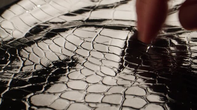 Crocodile leather texture with hand touching, close up of black glossy croc skin pattern, exotic genuine leather material for luxury bags in leather shop and factory