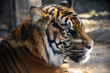 portrait of a tiger © Michael