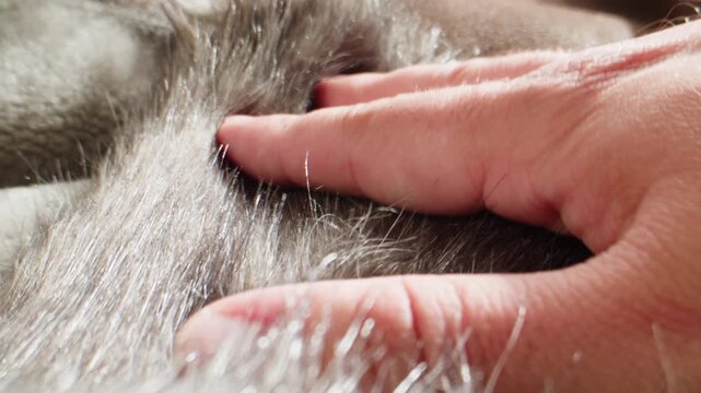White fur texture with hand touching, close up of fluffy faux fur and natural sheepskin rug, soft long hair fur background in fur shop from Turkish fur factory production