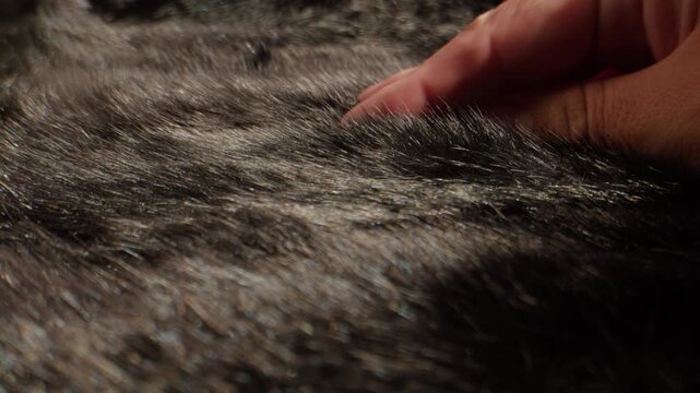 Mink fur texture, close up of dark brown and black natural mink fur with hand touching, luxury fur coat material in fur shop from Turkish fur factory production