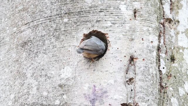 Eurasian nuthatch (Sitta europaea) at the nesting cavity Germany