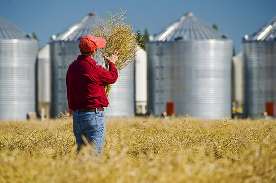 farmer examines a field of maturing, swathed canola with farmyard containing grain storage bins in the background, near Dugald,  Manitoba, Canada