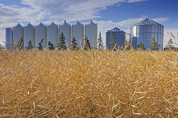 grain storage bins with a mature, harvest ready canola field in the foreground © Dave