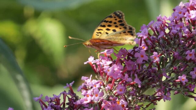 Butterfly, comma (Polygonia c-album), on butterfly-bush (Buddleja davidii), Reppenstedt, Lower Saxony, Germany