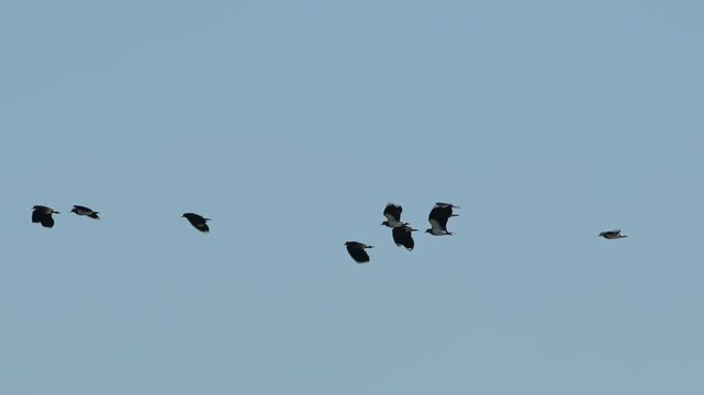 Northern Lapwing, Vanellus vanellus, birds in flight over marshes at winter
