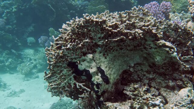 Close-up of a dead lattice fire coral (Millepora dichotoma), Mangrove Bay, El Quesier, Egypt