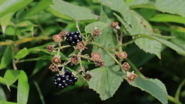 Blackberry (Rubus sect. Rubus), ripe, fruit, in summer, Ellerstadt, Rhineland-Palatinate, Germany