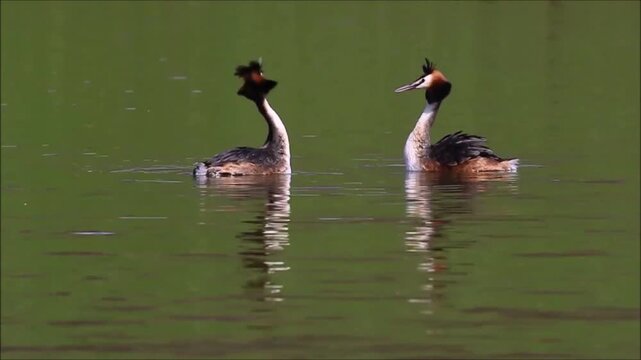 Great crested grebe (Podiceps cristatus), pair, courting, Hesse, Germany