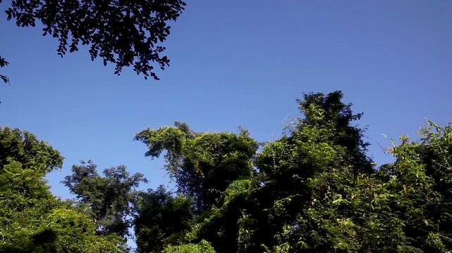 Trees in the jungle, Cat Tien National Park, Vietnam