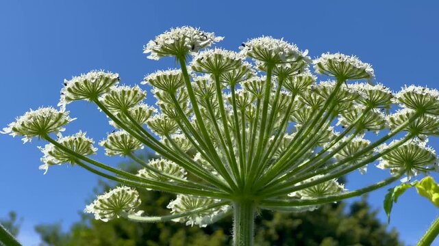 Giant hogweed (Heracleum mantegazzianum) in H&ouml;rte, Skurup community, Scania, Sweden, Scandinavia