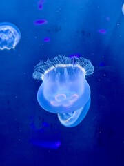 Beautiful translucent jellyfish floating in blue aquarium water © Silvia