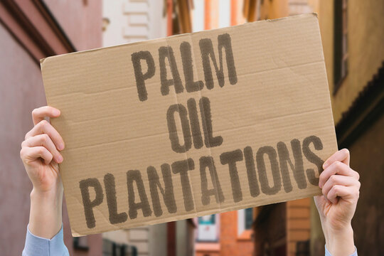 "Palm oil plantations" Shoppers, campaigners, and farmers argue over forests felled for cooking oil, snacks, soap. PALM. OIL. PLANTATIONS. RAINFOREST. SHOPPERS.