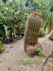 prickly pear cactus © Silvia