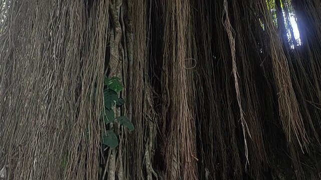 Banyan Tree Aerial Roots Growing Down the Trunk in Tropical Nature &ndash; Ficus benghalensis Video MP4