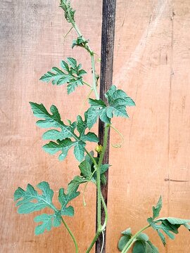 The watermelon plant (Citrullus lanatus) is a creeping vine characterized by its distinctive and uniquely shaped leaves.