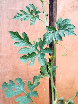 The watermelon plant (Citrullus lanatus) is a creeping vine characterized by its distinctive and uniquely shaped leaves.