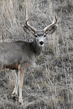 Mule Deer Buck