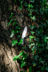 white single bird feather on tree © Julio