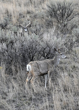 Two Mule Deer Bucks