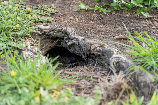 burrow on the ground under a tree