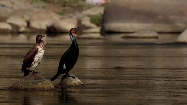 Great cormorant (Phalacrocorax carbo) displaying gular fluttering behaviour while perched on a rock along the Beas river during a winter morning in Mandi, Himachal Pradesh, India
