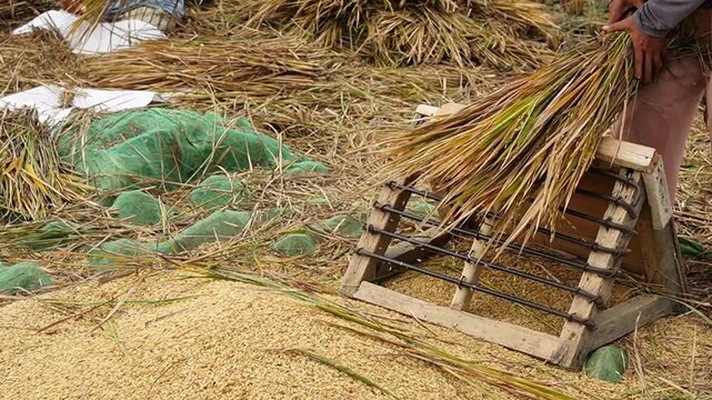Indonesian farmer manually threshing Oryza sativa rice crop using traditional wooden tool in harvested paddy field. Agricultural food production labor, rural harvest season activity, countryside lifes