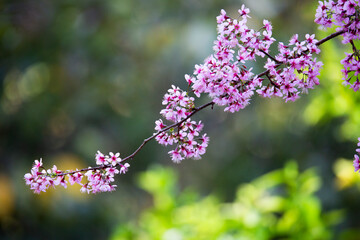The cherry blossom in Da Lat © MINH LUU