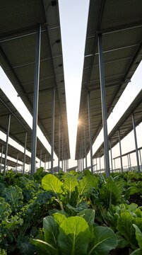 Vertical photograph taken from ground level among leafy crops looking steeply upward at the underside of an elevated solar panel array.