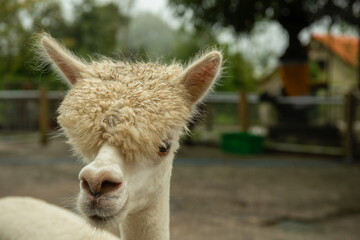Naklejka premium Fluffy white alpaca with textured fur in a ranch setting