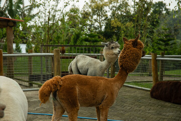 Naklejka premium Two alpacas with differing fur colors standing in a ranch area