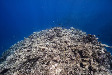 Underwater View of a Massive Coral Reef in Clear Blue Water © Satoshi