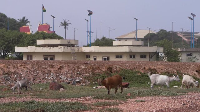 Brown, white and gray goats graze and walk across sparse grass on rocky ground, with low buildings, solar streetlights and a Ghana flag behind them.