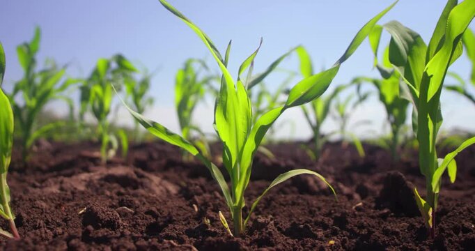 Young green corn seedlings growing in rich dark soil under bright sunlight
