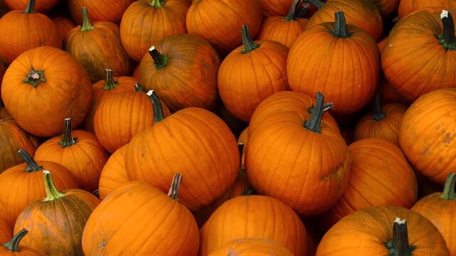 Autumn harvest of fresh orange pumpkins