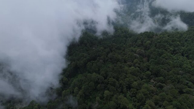 Aerial of fog moving across lush cloud forest slope Oaxaca