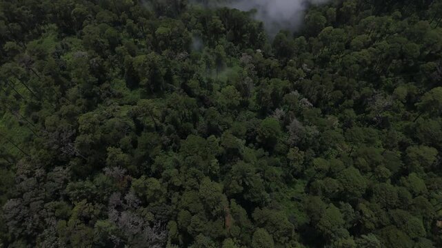 Aerial flight over green forest canopy toward misty mountains Oaxaca