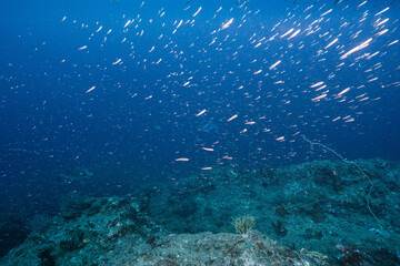 Marine Life Swimming Above a Rocky Ocean Floor © Satoshi