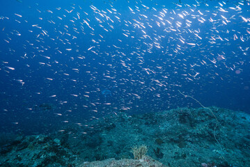 Small Fish Scattered Across a Blue Underwater Seascape © Satoshi