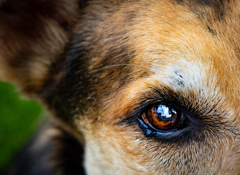 Close-up canine eye showing a raised fleshy eyelid mass along the lower eyelid margin, possibly representing a cyst, meibomian gland growth, or benign eyelid lesion.