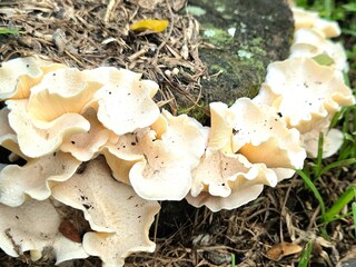 ​Wild white shelf mushrooms growing on a decaying tree stump in nature © Nur