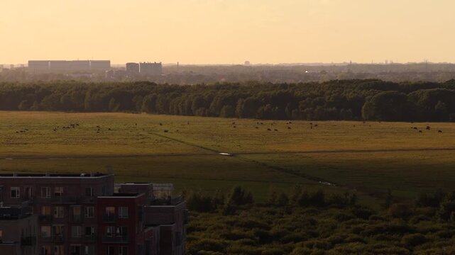 Aerial drone view of the meadows of Naturpark Amager with grazing animals at sunset, Copenhagen, Denmark.