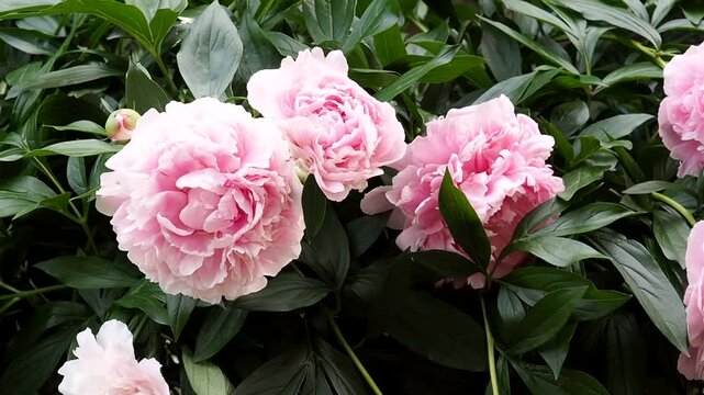 Beautiful pink peony flowers bloom in the garden. Close up of flowering peony bushes.
